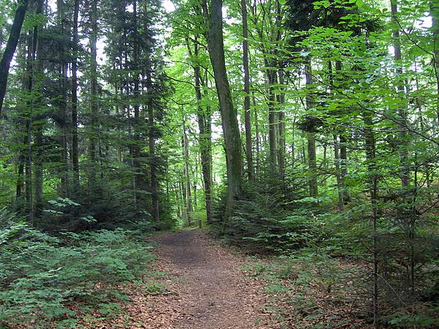 La  foresta di  Rodersdorf  (CH)